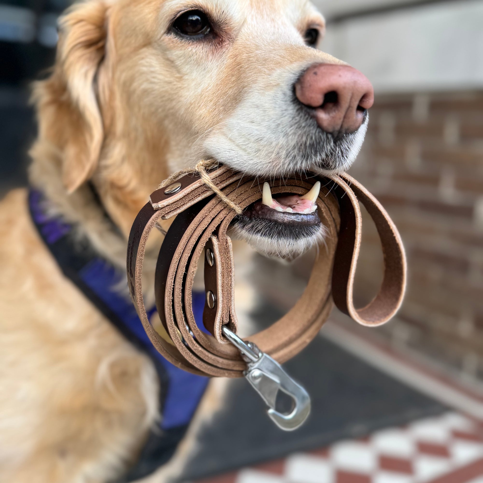 Spike's Heritage Leather Lead