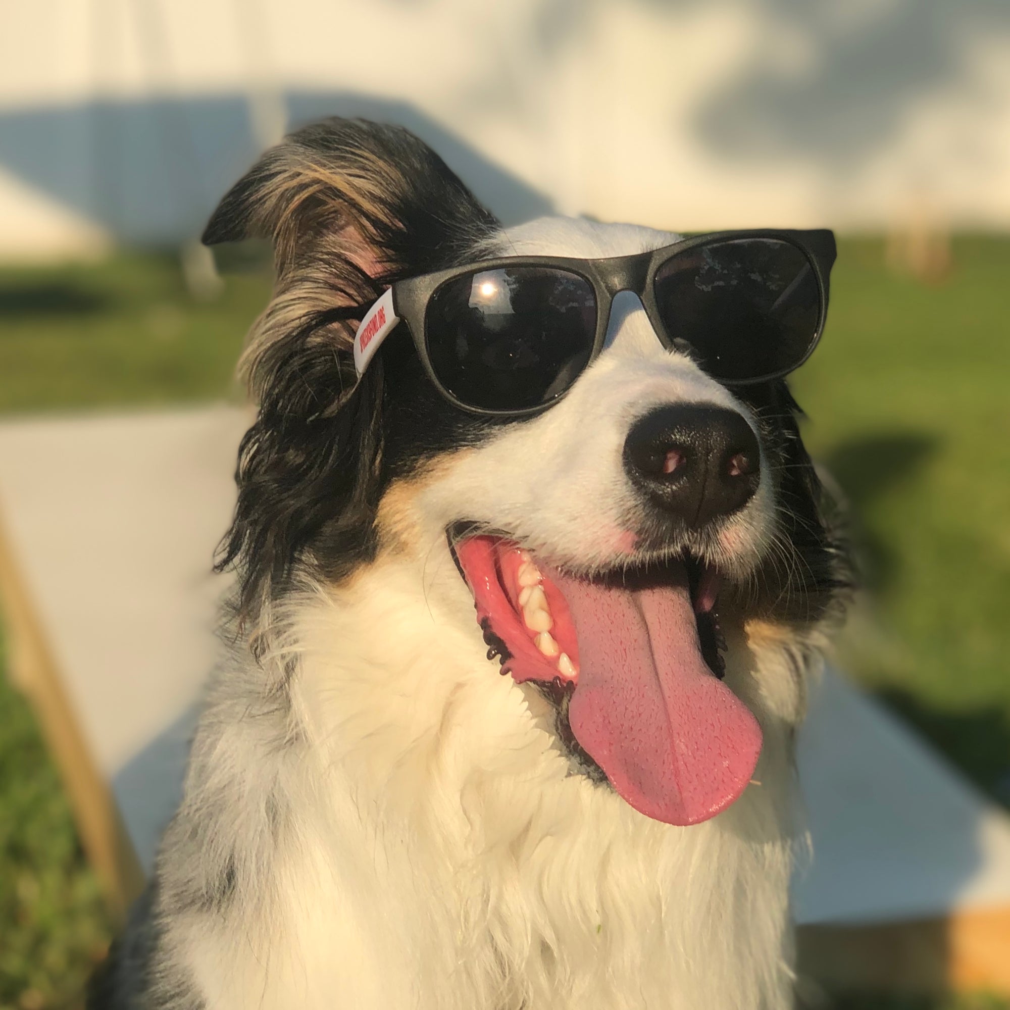 Spike's Sunglasses - Kids